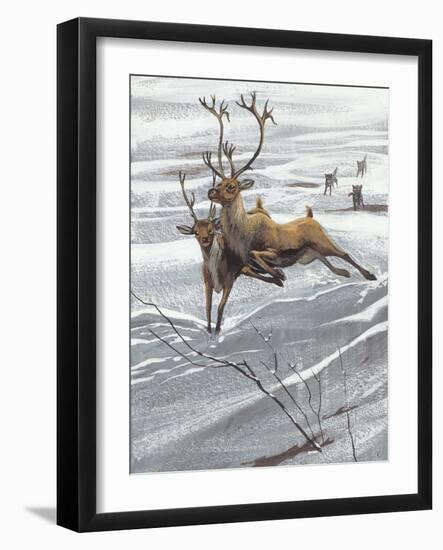 Reindeer (Rangifer Tarandus)-null-Framed Giclee Print