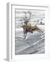 Reindeer (Rangifer Tarandus)-null-Framed Giclee Print