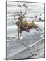 Reindeer (Rangifer Tarandus)-null-Mounted Giclee Print