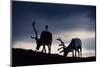 Reindeer reindeer silhouetted against the skyline, Cairngorm National Park, Speyside, Scotland-Laurie Campbell-Mounted Photographic Print