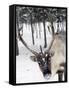 Reindeer Safari, Jukkasjarvi, Sweden, Scandinavia, Europe-null-Framed Stretched Canvas