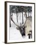 Reindeer Safari, Jukkasjarvi, Sweden, Scandinavia, Europe-null-Framed Photographic Print