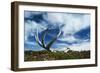 Reindeer Shed Antlers-null-Framed Photographic Print