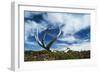 Reindeer Shed Antlers-null-Framed Photographic Print