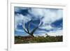 Reindeer Shed Antlers-null-Framed Photographic Print