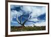 Reindeer Shed Antlers-null-Framed Photographic Print