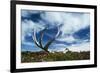 Reindeer Shed Antlers-null-Framed Photographic Print