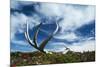 Reindeer Shed Antlers-null-Mounted Photographic Print
