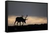 Reindeer Silhouetted Against Sky-Mark Hamblin-Framed Stretched Canvas