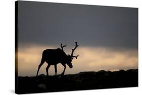 Reindeer Silhouetted Against Sky-Mark Hamblin-Stretched Canvas