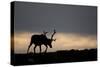 Reindeer Silhouetted Against Sky-Mark Hamblin-Stretched Canvas