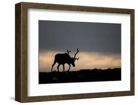 Reindeer Silhouetted Against Sky-Mark Hamblin-Framed Photographic Print