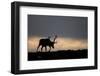 Reindeer Silhouetted Against Sky-Mark Hamblin-Framed Photographic Print