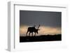 Reindeer Silhouetted Against Sky-Mark Hamblin-Framed Photographic Print