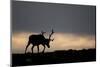 Reindeer Silhouetted Against Sky-Mark Hamblin-Mounted Photographic Print