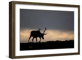 Reindeer Silhouetted Against Sky-Mark Hamblin-Framed Photographic Print