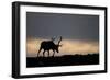 Reindeer Silhouetted Against Sky-Mark Hamblin-Framed Photographic Print