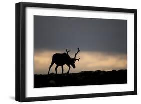 Reindeer Silhouetted Against Sky-Mark Hamblin-Framed Photographic Print