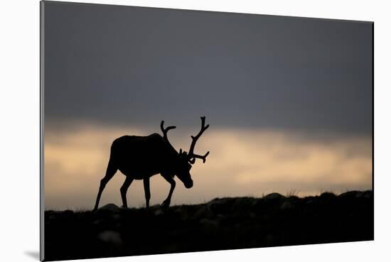 Reindeer Silhouetted Against Sky-Mark Hamblin-Mounted Photographic Print