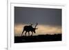 Reindeer Silhouetted Against Sky-Mark Hamblin-Framed Photographic Print