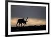 Reindeer Silhouetted Against Sky-Mark Hamblin-Framed Photographic Print