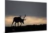 Reindeer Silhouetted Against Sky-Mark Hamblin-Mounted Photographic Print