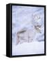 Reindeer Stag in Winter Snow (Rangifer Tarandus) from Domesticated Herd, Scotland, UK-Niall Benvie-Framed Stretched Canvas