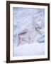 Reindeer Stag in Winter Snow (Rangifer Tarandus) from Domesticated Herd, Scotland, UK-Niall Benvie-Framed Photographic Print