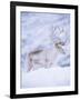 Reindeer Stag in Winter Snow (Rangifer Tarandus) from Domesticated Herd, Scotland, UK-Niall Benvie-Framed Photographic Print