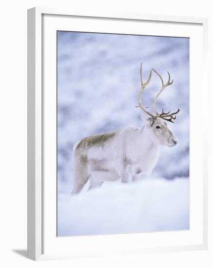 Reindeer Stag in Winter Snow (Rangifer Tarandus) from Domesticated Herd, Scotland, UK-Niall Benvie-Framed Photographic Print