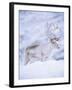 Reindeer Stag in Winter Snow (Rangifer Tarandus) from Domesticated Herd, Scotland, UK-Niall Benvie-Framed Photographic Print