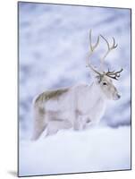 Reindeer Stag in Winter Snow (Rangifer Tarandus) from Domesticated Herd, Scotland, UK-Niall Benvie-Mounted Photographic Print