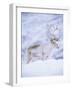 Reindeer Stag in Winter Snow (Rangifer Tarandus) from Domesticated Herd, Scotland, UK-Niall Benvie-Framed Photographic Print