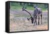 Reindeer Stag with Exceptionally Long Antlers Approaching Camera in Natural Habitat in a Forest in-1photo-Framed Stretched Canvas