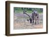 Reindeer Stag with Exceptionally Long Antlers Approaching Camera in Natural Habitat in a Forest in-1photo-Framed Photographic Print