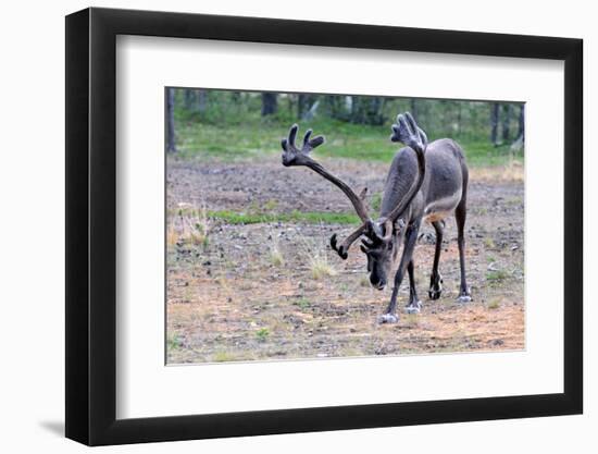 Reindeer Stag with Exceptionally Long Antlers Approaching Camera in Natural Habitat in a Forest in-1photo-Framed Photographic Print