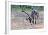 Reindeer Stag with Exceptionally Long Antlers Approaching Camera in Natural Habitat in a Forest in-1photo-Framed Photographic Print