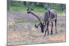 Reindeer Stag with Exceptionally Long Antlers Approaching Camera in Natural Habitat in a Forest in-1photo-Mounted Photographic Print