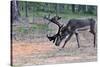 Reindeer Stag with Exceptionally Long Antlers Feeding in Natural Habitat in a Forest in Lapland, Sc-1photo-Stretched Canvas