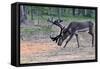 Reindeer Stag with Exceptionally Long Antlers Feeding in Natural Habitat in a Forest in Lapland, Sc-1photo-Framed Stretched Canvas