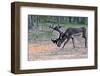 Reindeer Stag with Exceptionally Long Antlers Feeding in Natural Habitat in a Forest in Lapland, Sc-1photo-Framed Photographic Print