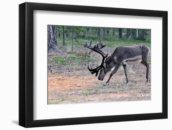 Reindeer Stag with Exceptionally Long Antlers Feeding in Natural Habitat in a Forest in Lapland, Sc-1photo-Framed Photographic Print