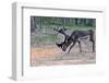 Reindeer Stag with Exceptionally Long Antlers Feeding in Natural Habitat in a Forest in Lapland, Sc-1photo-Framed Photographic Print