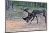 Reindeer Stag with Exceptionally Long Antlers Feeding in Natural Habitat in a Forest in Lapland, Sc-1photo-Mounted Photographic Print