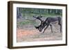 Reindeer Stag with Exceptionally Long Antlers Feeding in Natural Habitat in a Forest in Lapland, Sc-1photo-Framed Photographic Print