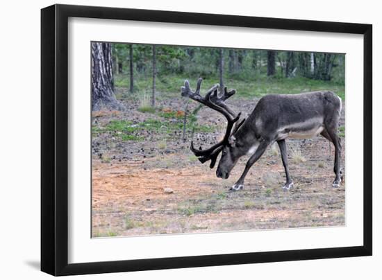 Reindeer Stag with Exceptionally Long Antlers Feeding in Natural Habitat in a Forest in Lapland, Sc-1photo-Framed Photographic Print