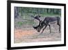 Reindeer Stag with Exceptionally Long Antlers Feeding in Natural Habitat in a Forest in Lapland, Sc-1photo-Framed Photographic Print