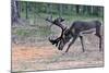 Reindeer Stag with Exceptionally Long Antlers Feeding in Natural Habitat in a Forest in Lapland, Sc-1photo-Mounted Photographic Print