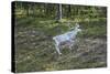 Reindeer Stag with Exceptionally Long Antlers-perszing1982-Stretched Canvas