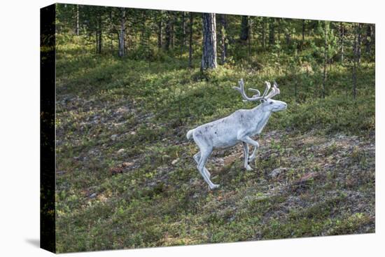 Reindeer Stag with Exceptionally Long Antlers-perszing1982-Stretched Canvas